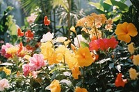 Various Tropical flower outdoors nature garden.
