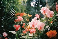 Various Tropical flower outdoors tropics nature.