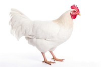 White Hen chicken poultry animal.