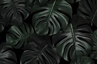 Leafs black backgrounds plant.