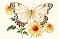 Butterfly flower drawing animal.