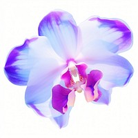 Orchid flower petal plant.