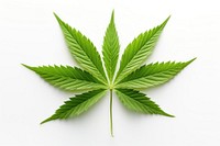 Marijuana plant herbs leaf.