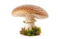 Mushroom fungus agaric plant.