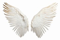 Angel wing white bird white background.