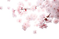 Photo of flying sakura flowers backgrounds blossom plant.
