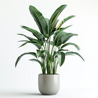 Indoor plant vase leaf white background.