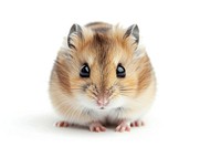 Hamster animal mammal rodent.