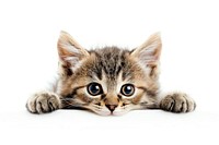 Kitten animal mammal cute.