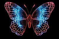 Radiographic of butterfly grid animal insect light.