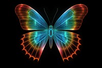 Radiographic of butterfly grid pattern animal insect.