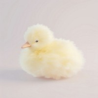 3d render of duck poultry animal yellow.