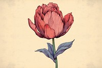 Ukiyo-e art print style Tulip drawing flower sketch.