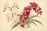 Ukiyo-e art print style orchid blossom flower plant.
