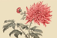 Ukiyo-e art print style pink flower dahlia plant red.