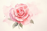 Plain rose background painting flower petal.