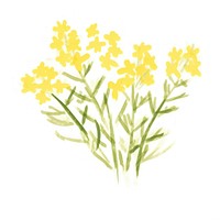 Wildflower daffodil mustard plant.