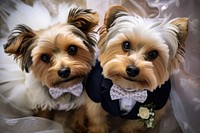 Puppy couple wedding looking up at camera animal pet terrier.