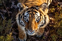 Tiger looking up at camera animal wildlife mammal.