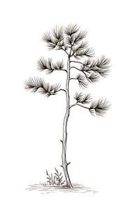 Pine tree drawing sketch plant.