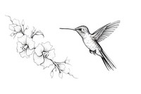 Hummingbird with flower drawing animal sketch.