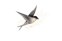 Barn swallow and star animal flying bird.
