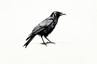Crow blackbird animal monochrome.