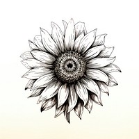 Sunflower drawing sketch white.
