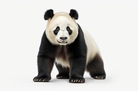 Giant panda wildlife animal mammal.