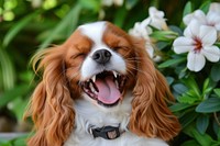 Dog Yawn spaniel animal mammal.