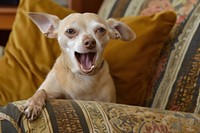 Dog Yawn chihuahua furniture mammal.