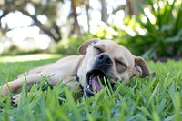 Dog Yawn outdoors animal mammal.