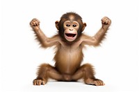 Happy smiling monkey dancing orangutan wildlife mammal.