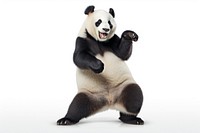 Happy smiling panda dancing wildlife mammal animal.