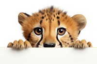 Cheetah wildlife peeking animal.