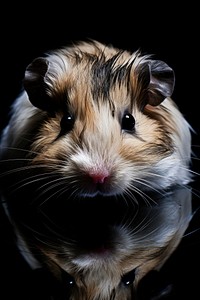 Photography of hamster animal mammal rodent.