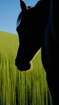 Photography of horse field landscape grassland.