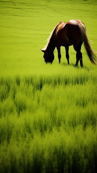 Photography of horse field green farm.