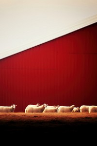 Photography of sheep wall farm red.
