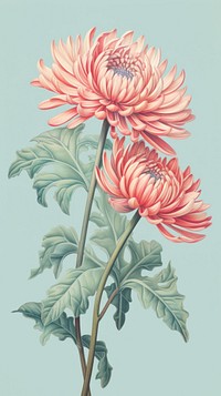 Vintage drawing chrysanthemum flower dahlia sketch.