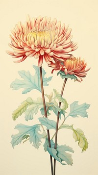 Vintage drawing chrysanthemum flower dahlia sketch.