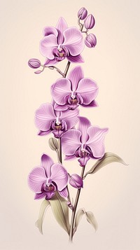 Vintage drawing purple orchid flower blossom plant.