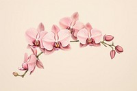 Vintage drawing pink orchid flower blossom sketch.