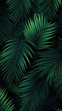 Palm tree leaves green outdoors plant.