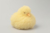 Yellow duck poultry animal fluffy.