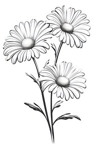 Daisy flowers drawing sketch plant.
