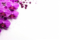 Orchid backgrounds flower purple.