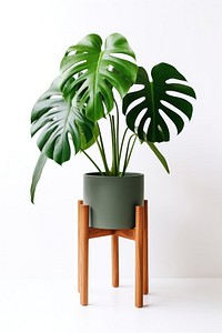 Indoor plant vase leaf houseplant.