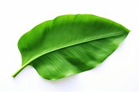 Banana leaf plant white background freshness.