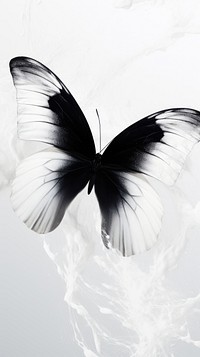 Black and white butterfly animal insect invertebrate.